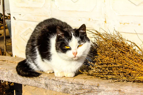 Gato grouse senta-se em um banco perto de uma vassoura e ter coração — Fotografia de Stock