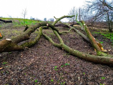 Kış için yakacak odun topluyorum Yakacak odun topluyorum