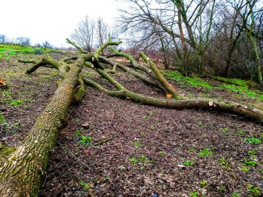 Kış için yakacak odun topluyorum Yakacak odun topluyorum