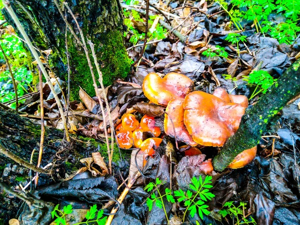 Mushrooms in autumn under a tree — Stock Photo, Image