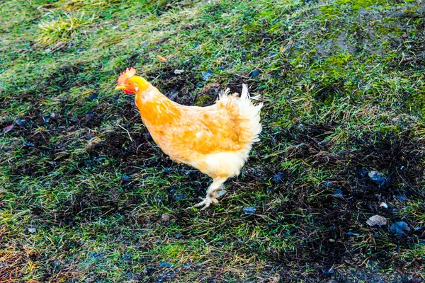 Gelbes Huhn auf der Straße im Hof Hühneridyll — Stockfoto