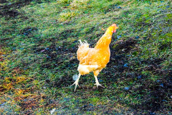 Żółty kurczak na ulicy na dziedzińcu kurczaka idvor — Zdjęcie stockowe
