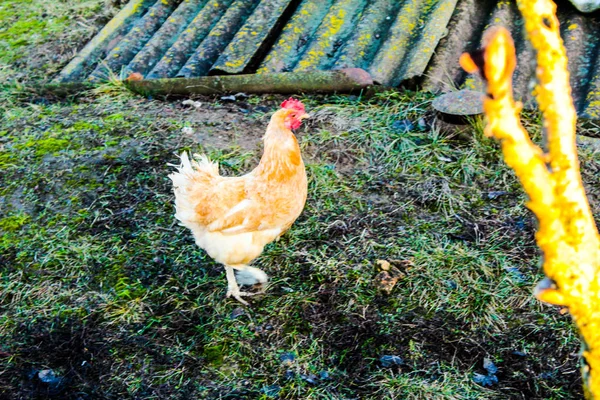 Yellow chicken on the street in the courtyard chicken idvor — ストック写真