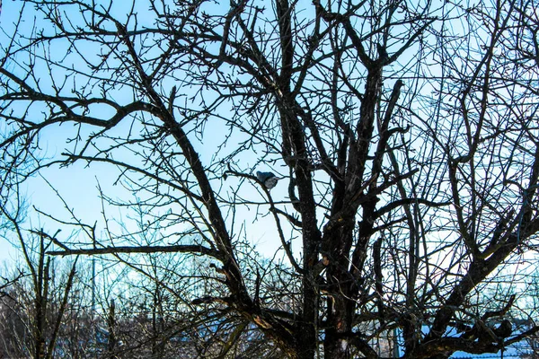 Gołąb na drzewie dziki gołąb na drzewie — Zdjęcie stockowe