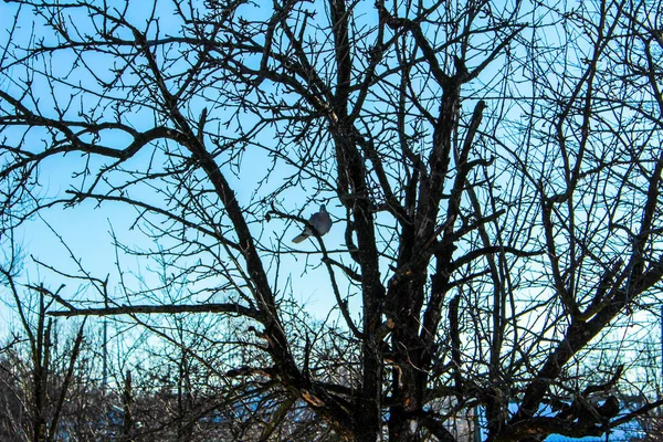 鳩鳩上の木の野生鳩上の木 — ストック写真