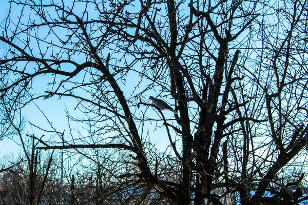 Taube auf einem Baum wilde Taube auf einem Baum — Stockfoto