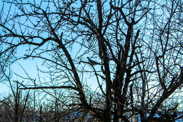 Gołąb na drzewie dziki gołąb na drzewie — Zdjęcie stockowe