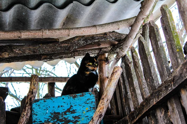 Cat gioca sulle scale nella scala sennik e gatto — Foto Stock