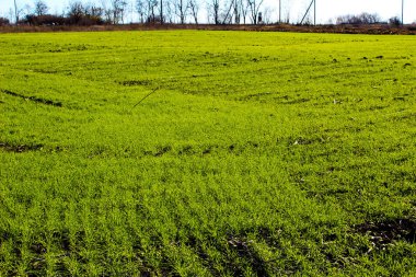 Kış için buğday tarlası