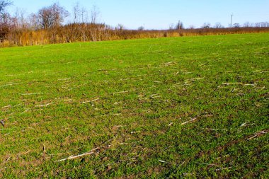 Kış için buğday tarlası