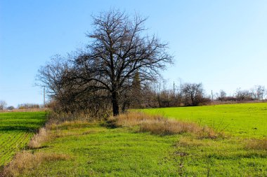 Ekilmiş buğdaylı bir tarlanın yanındaki ağaç