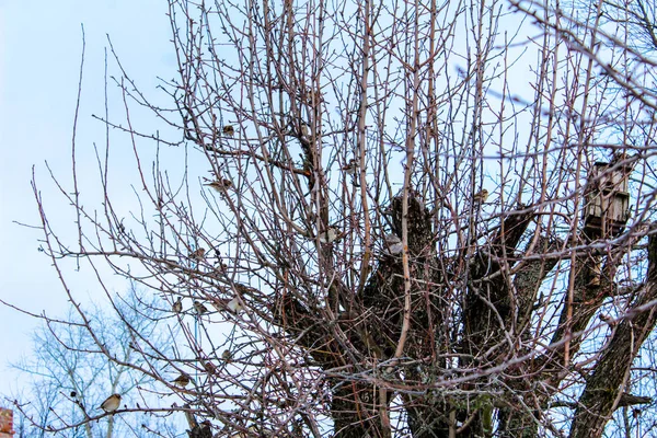 Los pájaros sobre el árbol Los gorriones sobre el árbol sin hojas. Árbol . —  Fotos de Stock