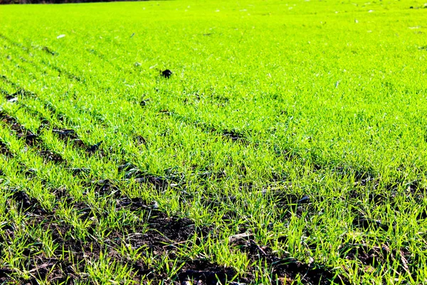 Wheat field for winter — 스톡 사진