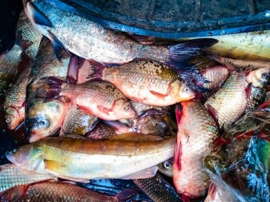 Kırsal bir pazarda taze balık satılıyor. Kupon balığına yakalanmış.