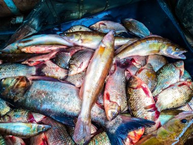 Kırsal bir pazarda taze balık satılıyor. Kupon balığına yakalanmış.