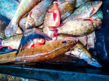 Kırsal bir pazarda taze balık satılıyor. Kupon balığına yakalanmış.