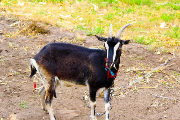 Huisgeit op een weiland. Zwarte geit op een weiland. Geit op de — Stockfoto