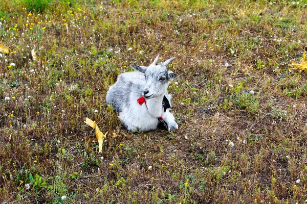 A young goat grazes on grass on a leash grazes — 스톡 사진