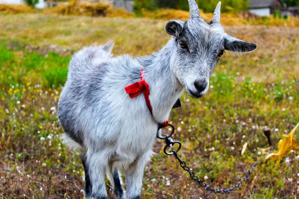 A young goat grazes on grass on a leash grazes — 스톡 사진