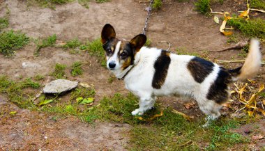 Şişkin bir köpek bir çiftlik köpeğinde zincirli bir köpek