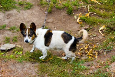 Şişkin bir köpek bir çiftlik köpeğinde zincirli bir köpek