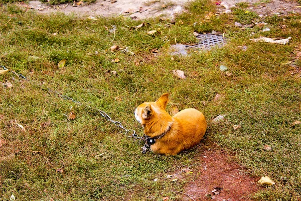 Cão ruivo fica no cão de cabelo vermelho — Fotografia de Stock