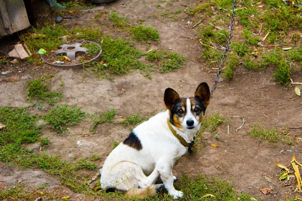 A puffy dog is on a farm dog a dog on a chain — Stock Photo, Image