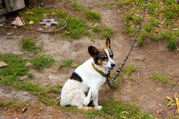 A puffy dog is on a farm dog a dog on a chain — 스톡 사진