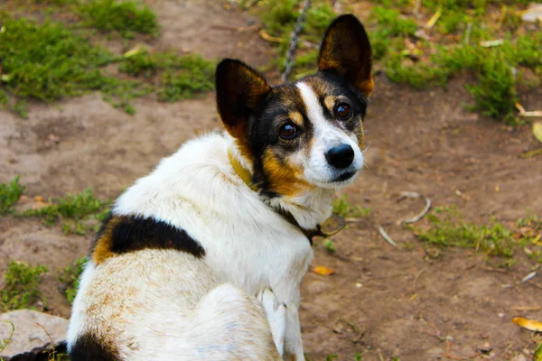 子犬の犬が農場の犬にチェーン上の犬です — ストック写真