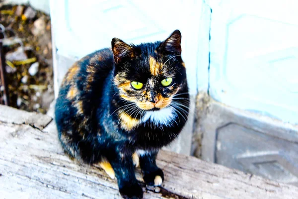 cat with green eyes Cat bonochka sits on a bench name cat bonoch