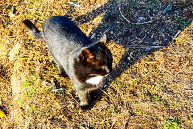 Yürürken tepeden bakan kara kedi...