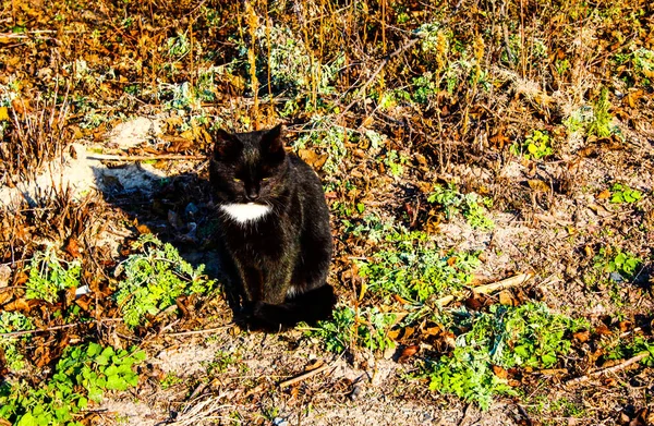 Чорний Кіт Прогулянці Зверху Боку Шпильку — стокове фото