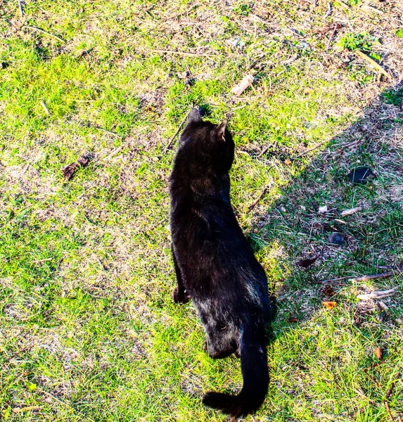 Gato preto em uma vista a pé a partir do topo do lado e para o — Fotografia de Stock