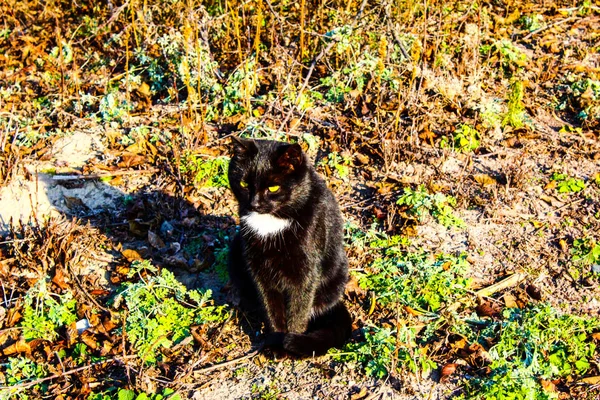 Чорний кіт на прогулянці зверху з боку і в — стокове фото