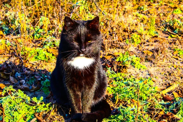 Gato preto em uma vista a pé a partir do topo do lado e para o — Fotografia de Stock