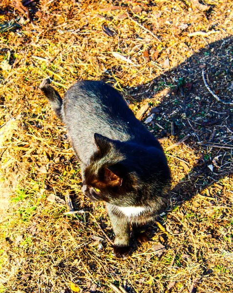 Gato Preto Uma Vista Partir Topo Lado Para Grampo Cabelo — Fotografia de Stock