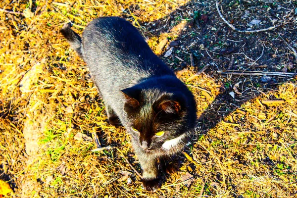 Gato preto em uma vista a pé a partir do topo do lado e para o — Fotografia de Stock