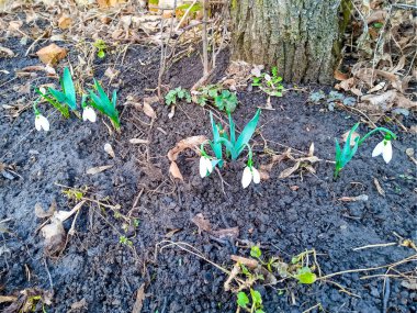 Topraktaki toprak yeşili fidanlar Bahçedeki genç bitkiler