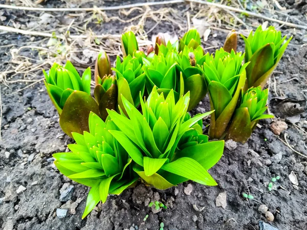 Plante Verte Dans Pot Jeune Plante Dans Jardin — Photo