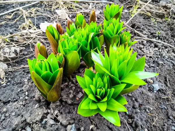 Plante Verte Dans Pot Jeune Plante Dans Jardin — Photo