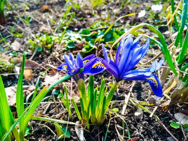 Blaue Irisblume Blumenbeet Blick Vom Berg — Stockfoto