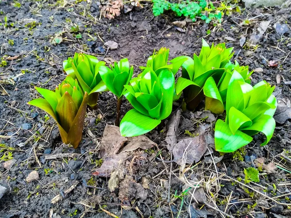 Fleur Pivoine Apparaît Sur Lit Fleurs Près Clôture — Photo