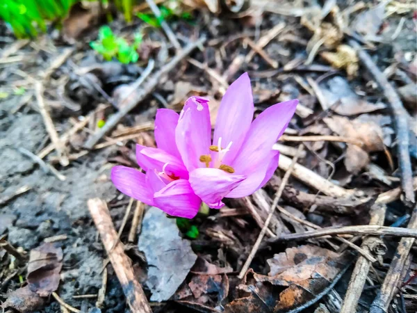 Fioletowy Szafran Kwiat Zdjęcia Góry Ogrodzie Kwiat Łóżko — Zdjęcie stockowe