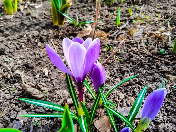 Purple Saffron Flower Shot Garden Flower Bed — Stock Photo, Image