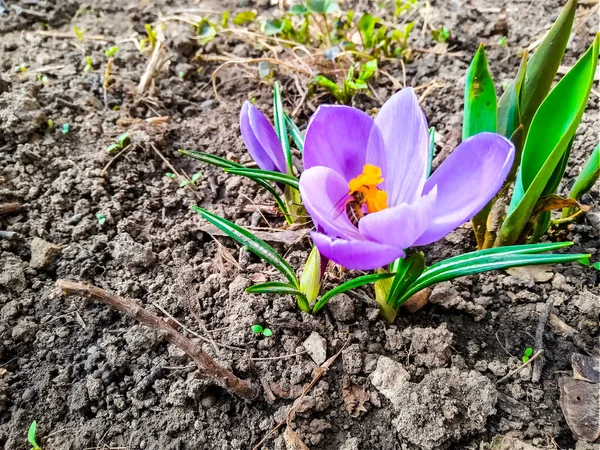 Fleur Safran Pourpre Prise Haut Sur Lit Fleurs Jardin — Photo