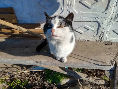 Kedi kamera lensine baktı.