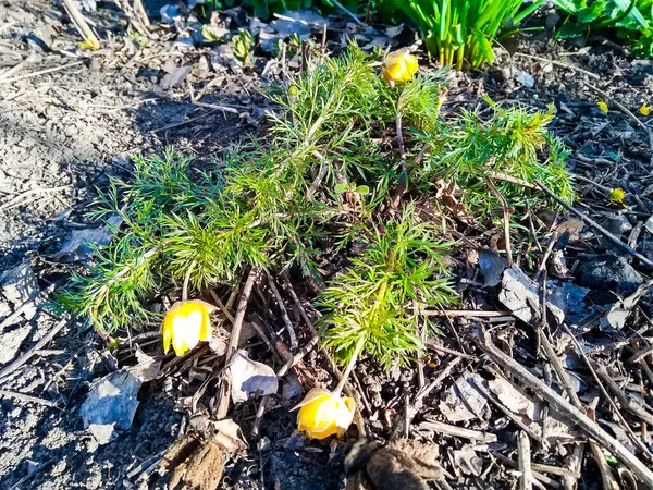 Goritsvit Kwitnie Ogrodzie Wczesną Wiosną — Zdjęcie stockowe