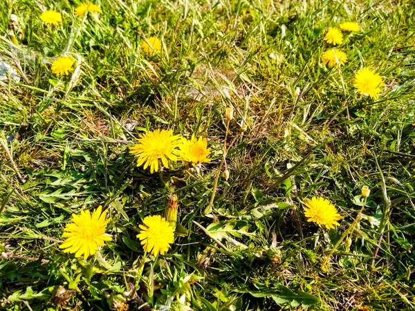 Gelbe Löwenzahne Auf Grünem Gras Gelbe Löwenzahne Gras — Stockfoto