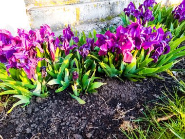 Bahçedeki çitin yanında çiçek açan irisler.