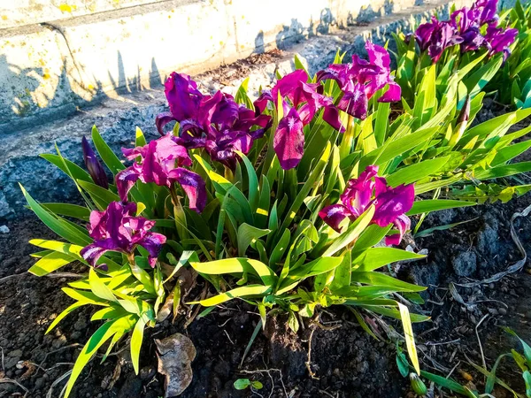 Floraison Iris Fleurs Près Clôture Dans Jardin — Photo